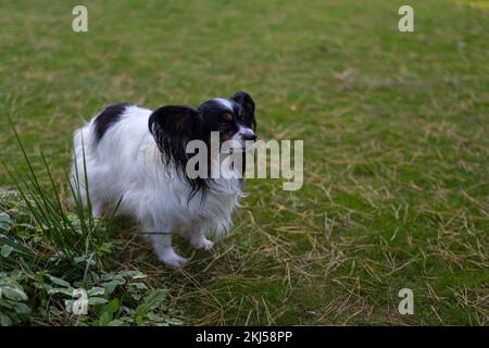 Carino Papillon bianco e nero o Continental Toy Spaniel cane a piedi sul prato Foto Stock