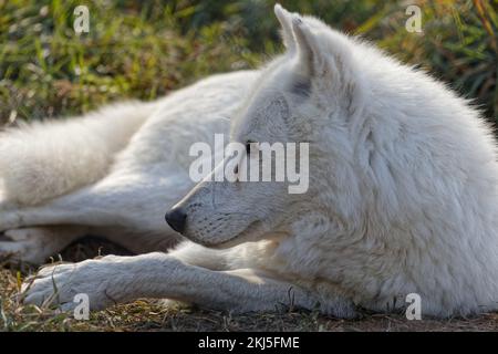 Lupo artico bianco ancora seduto Foto Stock