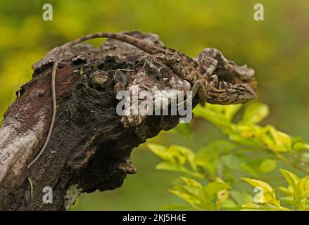 Giardino comune Lizard (Calotes versicolor) adulto su albero morto moncone Sri Lanka Dicembre Foto Stock