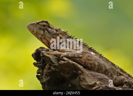 Giardino comune Lizard (Calotes versicolor) primo piano di adulto su un ceppo di albero morto Sri Lanka Dicembre Foto Stock