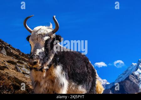 Yak Himalayan Cow che trasporta i beni essenziali nel campo base dell'Everest con il Dengboche della montagna di ama Dablam sullo sfondo. Foto Stock