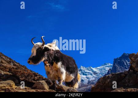 Yak Himalayan Cow che trasporta i beni essenziali nel campo base dell'Everest con il Dengboche della montagna di ama Dablam sullo sfondo. Foto Stock