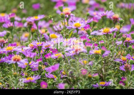 Aster amellus, margherita viola. Margherite - Fiori primaverili. Primo piano di fiori porpora di daisy Michaelmas, Aster amellus Rudolf goethe, in un giardino. Beau Foto Stock