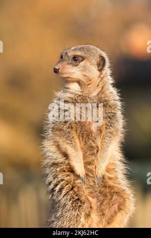 Vista frontale ritratto di un meerkat isolato (Suricata suricatta) seduto in posizione verticale con le zampe di fronte, West Midlands Safari Park, Regno Unito. Foto Stock