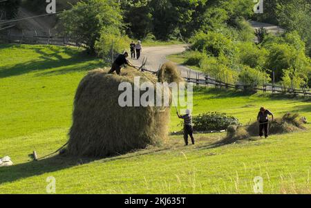 Contadini e pagliai in un campo di Serbia, Kamena Gora Foto Stock