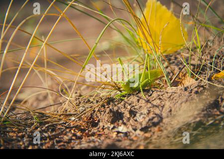 Cavalletta verde in erba. Locuste verdi in erba gialla e foglie autunnali. Foto Stock