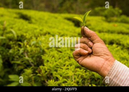 Foglie di tè punte di alta qualità del tè e foglie in mano contadina in Nepal Foto Stock