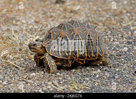 Starred Tartaruga (Geochelone elegans) adulti a piedi Gujarat, India Novembre Foto Stock