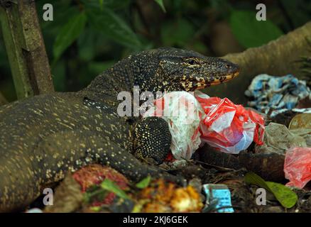 Water Monitor (Varanus salvator kabaragoya) primo piano di un adulto che foraggio in discarica Sri Lanka Dicembre Foto Stock