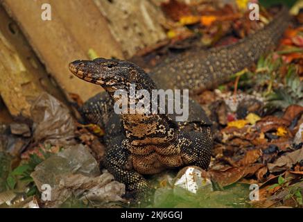 Water Monitor (Varanus salvator kabaragoya) adulto che foraging in discarica di rifiuti Sri Lanka Dicembre Foto Stock