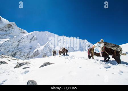 Asini che trasportano i rifornimenti essenziali sulle montagne innevate nel Passo di Larke del Trek di circuito di Manaslu nell'Himalaya, Nepal Foto Stock