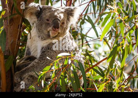 Koala Bear al Wildlife Zoo di Sydney, Australia Foto Stock