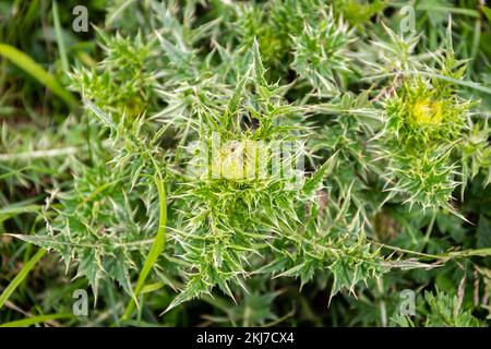 Nodding thistle (Carduus nutans) verde foglie spinose vista ravvicinata nella catena montuosa di Khvamli in Georgia. Foto Stock