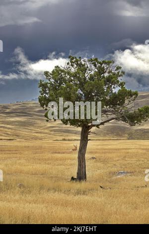 Moody paesaggio di albero in primo piano, lontano antilope solitario pronghorn, colline ondulate, e il cielo in movimento nel Montana lungo Old Yellowstone Trail Foto Stock