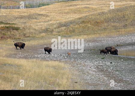 Pianure bisonte toro, mucca e vitello che corrono verso la mandria di acqua potabile da un lago bollitore nel Parco Nazionale dei Laghi di Waterton, Canada (bisonte) Foto Stock