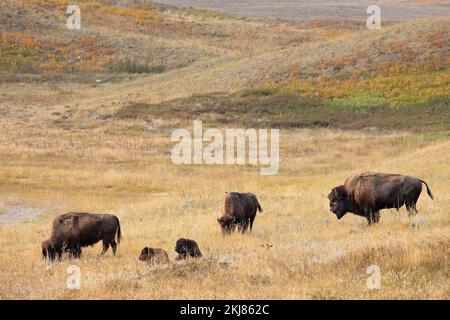 Bison bull guardare sopra il suo gregge di bisonti pianure pascolo in praterie grezze fescue prateria di Waterton Lakes National Park, Canada (Bison bison) Foto Stock