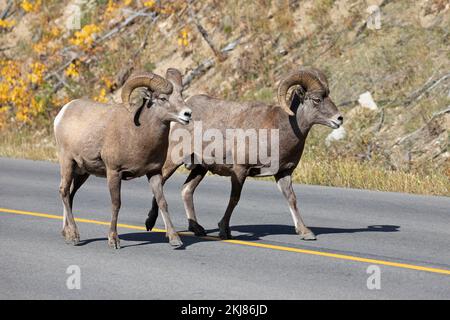 Due montoni di pecore selvatiche che camminano lungo una strada nel Waterton Glacier International Peace Park, Alberta, Canada. Ovis canadensis. Foto Stock