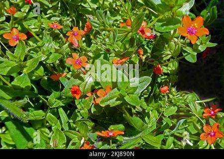 Fiori di Scarlet Pimpernel (Anagallis arvensis) in alta Baviera. Foto Stock