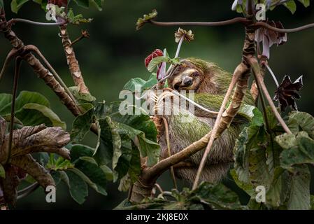 3 risplendendo e abbracciando un albero Foto Stock