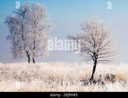 Una forte gelata con la nebbia e la nebbia a metà inverno Cannock Chase Country Park AONB (area di straordinaria bellezza naturale) in Inghilterra Staffordshire REGNO UNITO Foto Stock