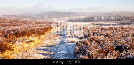 Una forte gelata con la nebbia e la nebbia a metà inverno Cannock Chase Country Park AONB (area di straordinaria bellezza naturale) in Inghilterra Staffordshire REGNO UNITO Foto Stock