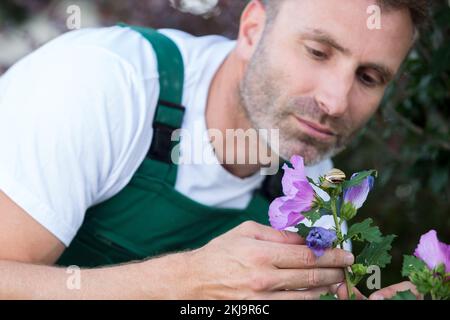 uomo giardinaggio di taglio rose al di fuori Foto Stock