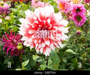 Primo piano di Dahlia Holland Festival un arancione e bianco gigante decorazione o cena piatto fioritura dahlia ed è un gelo tenero perenne deciduo Foto Stock