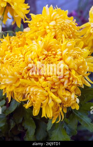Primo piano di un gruppo di non - disgermogliato Chrysanthemum / Dendranthema Corngold un ambra dorato inturvo che fiorisce in autunno Foto Stock