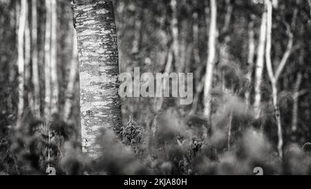 Albero bianco e nero nella foresta Foto Stock