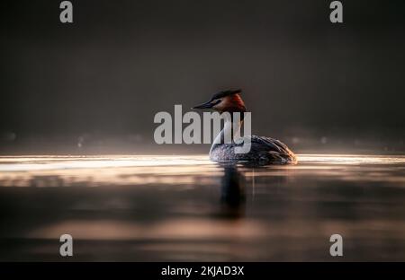 Grande Grebe crested su un lago che si riflette in acqua all'ora d'oro Foto Stock