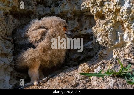 Nestling di aquila-gufo Eurasiano o Bubo in steppa Foto Stock