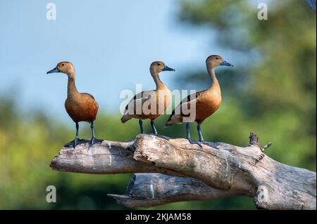 Anatra fischiante minore o Dendrocygna javanica appollaiati su un albero Foto Stock