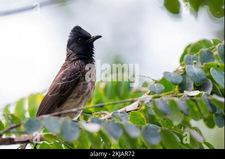 Il bulbul rosso-ventilato o Pycnonotus cafer vicino su un ramo Foto Stock