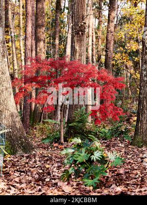 Palmatum Atropurpureum dissectum, (Acer palmatum), foglia di pizzo rosso l'acero giapponese lascia un membro della famiglia giapponese dell'acero, in pieno colore autunnale. Foto Stock