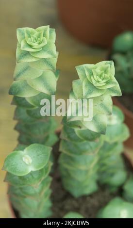 succulente serie di bottoni variegata in vaso interno Foto Stock