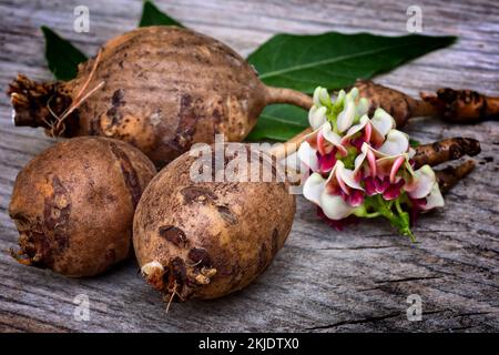 Arachidi americane (Apios americana). Fiori e radici. Pianta di cibo di Nord America. Foto Stock