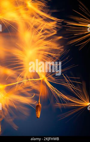 Un macro shot di una testa di semi di fiore di dente di leone parzialmente soffiato su sfondo nero Foto Stock