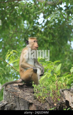 Foto della fauna selvatica dallo Sri Lanka. Visita Sri Lanka Foto Stock