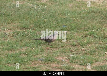 Foto della fauna selvatica dallo Sri Lanka. Visita Sri Lanka Foto Stock