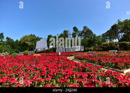 poinsettia, fiore rosso di natale e punto di riferimento del mulino a vento. con sfondo nel parco vicino al parco nazionale. Loei, THAILANDIA. Foto Stock