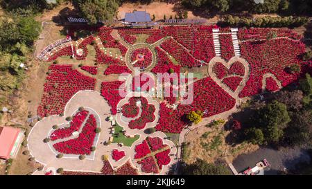 poinsettia vista aerea dal drone, fiore rosso di natale e mulino a vento punto di riferimento. con sfondo nel parco vicino al parco nazionale. Loei, THAILANDIA. Foto Stock