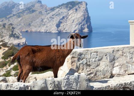 Capra selvatica di Maiorca (Cabra salvatge mallorquina) a Cap Formentor, Maiorca, Isole Baleari, Spagna, Europa Foto Stock