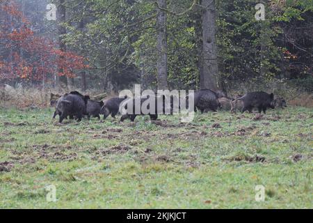 Cinghiale (Sus scrofa) mandria mista torna nella foresta, Allgäu, Baviera, Germania, Europa Foto Stock