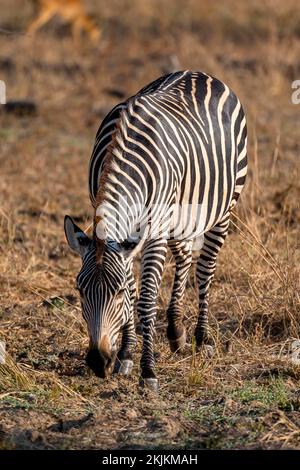 Pianure Zebra della sottospecie zebra di crawshay (Equus quagga crawshayi), alimentazione, Luangwa meridionale, Zambia, Africa Foto Stock