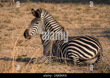 Pianure Zebra della sottospecie zebra di crawshay (Equus quagga crawshayi), poggiante sulla steppa, Luangwa meridionale, Zambia, Africa Foto Stock