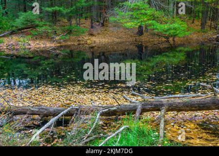 Un piccolo laghetto boschivo per la fauna selvatica in autunno nelle Pocono Mountains della Pennsylvania Foto Stock