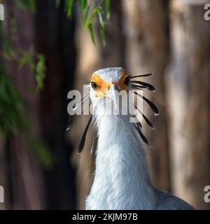 Uccello segretario (Sagittario serpentario), prigioniero, ritratto, Parco degli Uccelli, Adlerwarte Berlebeck, Detmold, Renania settentrionale-Vestfalia, Germania, Europa Foto Stock