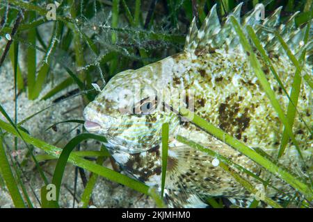 Rabbitio lesepsiano (Siganus luridus), Area Marina protetta di Kas Kekova, Turchia, Asia Foto Stock