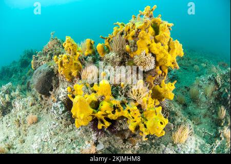 Spugna a tubo giallo Aplysina aerophoba, Côte agatoise, Golfo del Leone, Cap d'Agde, Francia, Europa Foto Stock