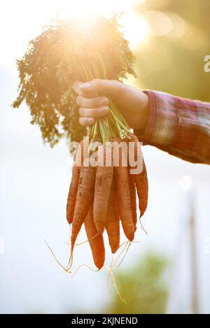 Senza pesticidi. una donna che tiene un mazzo di carote appena raccolte. Foto Stock